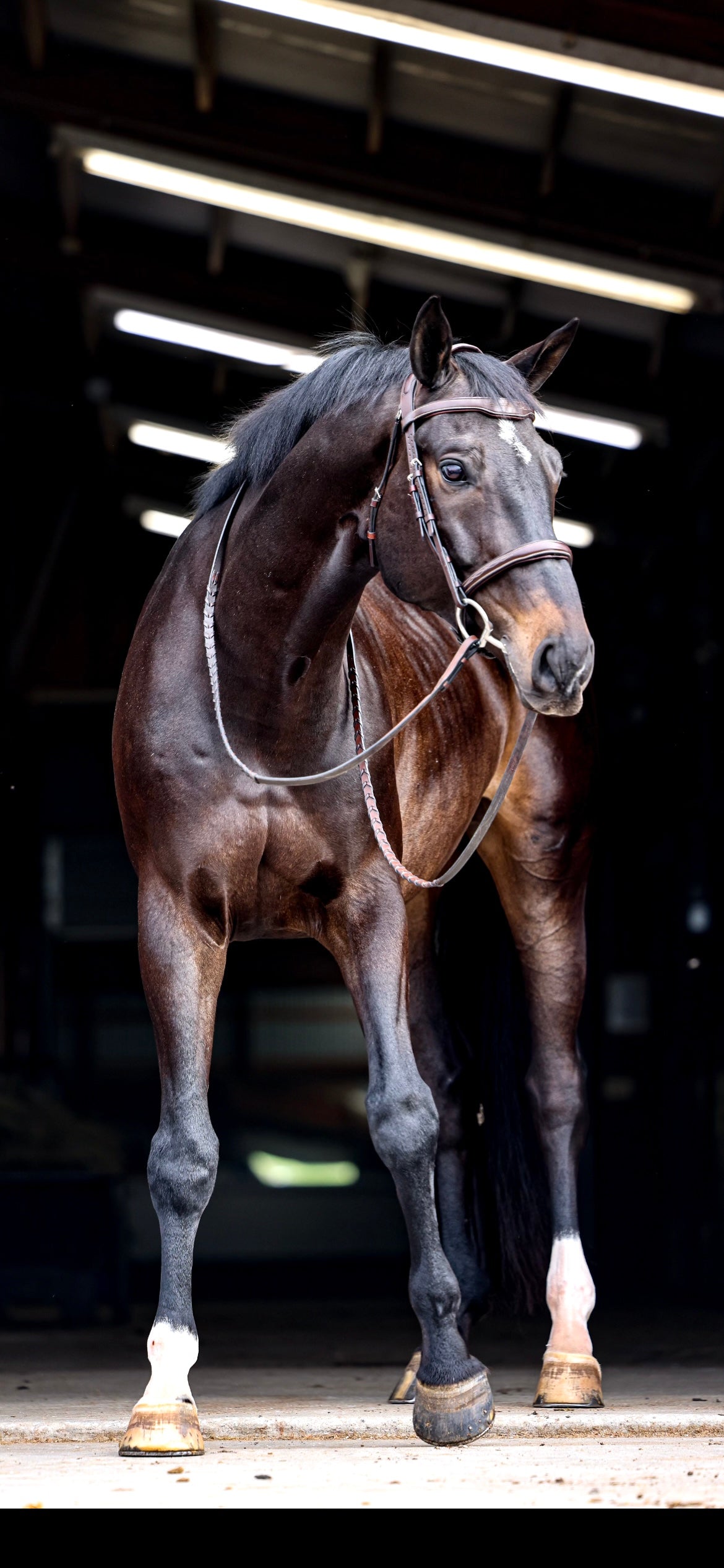 Diamond Gut Original Powder